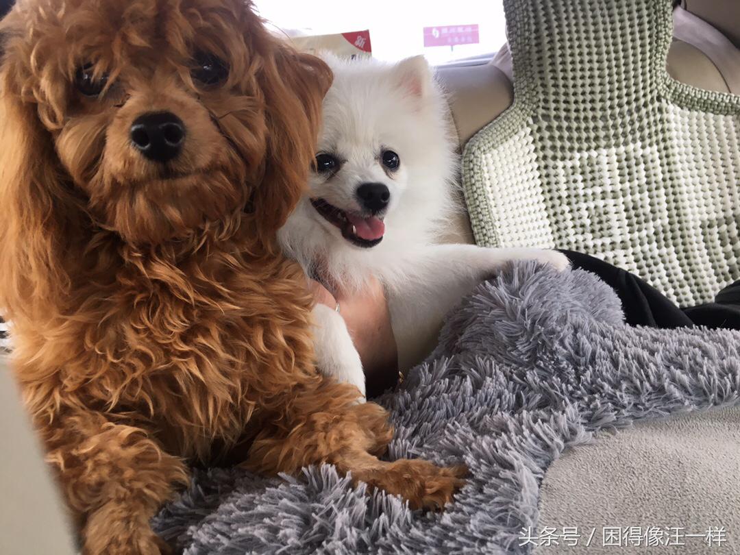 洗澡的时候狗狗浑身是血，居然是寄生虫作怪