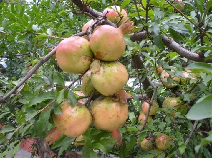 大家好，今天给大家介绍一下，这是风物君特别爱吃的——石榴