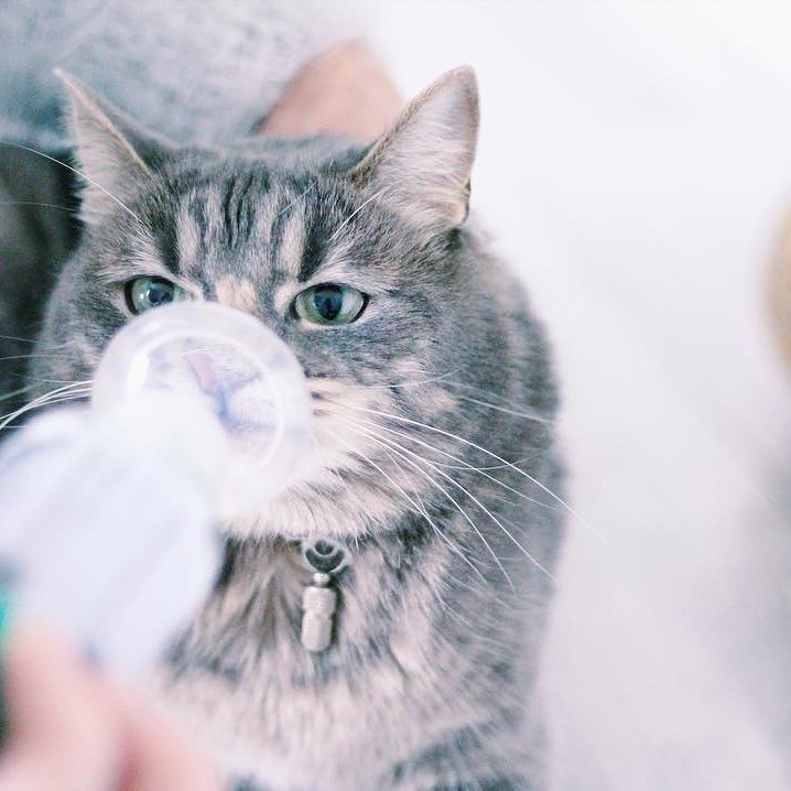 猫咪喝药呛到气管里总咳嗽,猫咪像是呛到了一样咳嗽