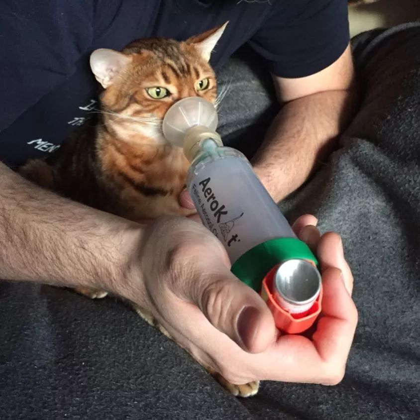 猫咪喝药呛到气管里总咳嗽,猫咪像是呛到了一样咳嗽