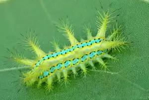 omg毛毛虫,omg吃虫子完整版