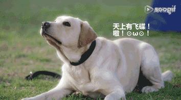拉布拉多犬百科知识科普,了解拉布拉多犬的基本信息
