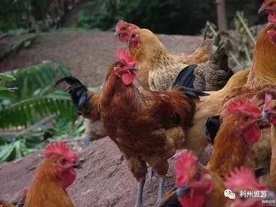 广元出发高铁到哪里好玩,广元高铁站离哪个旅游景点近