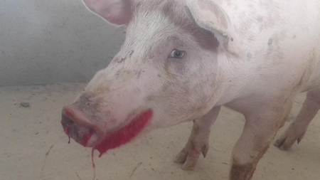 猪流鼻血死亡是什么原因,育肥猪死后流鼻血是什么病