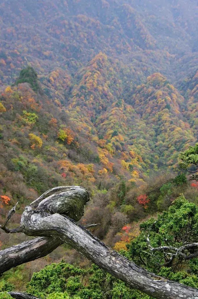 成都乐山红叶彩林,四川红叶彩林旅游节