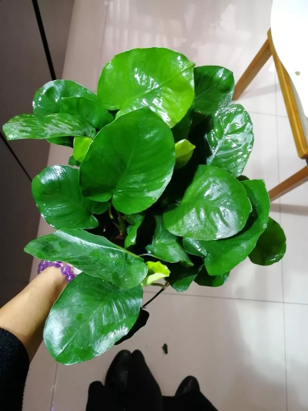 老王家的池塘视频,小型水榕水草推荐