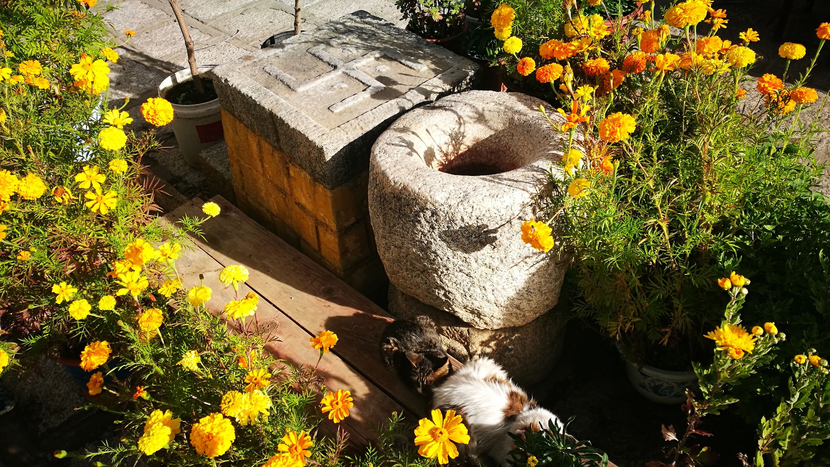 阿底峡尊者完整视频,聂当卓玛拉康与阿底峡尊者