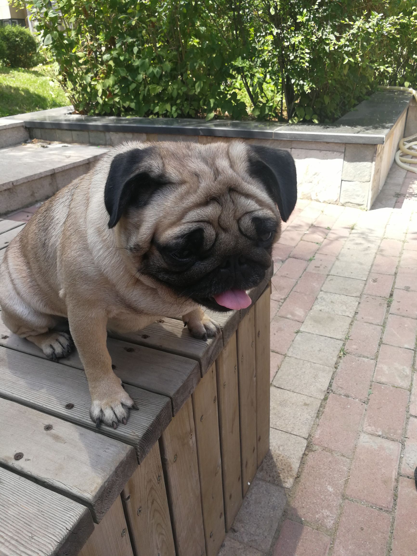 关于巴哥犬的搞笑动画片,关于巴哥犬的直播