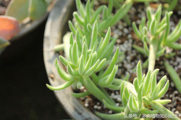 多肉植物究竟能火多久,多肉植物为什么能火起来