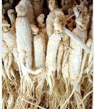 人参怎么选才是好的,都说人参好人参真的有用吗