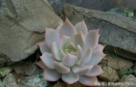 培育杂交植物,有哪些好养的杂交多肉