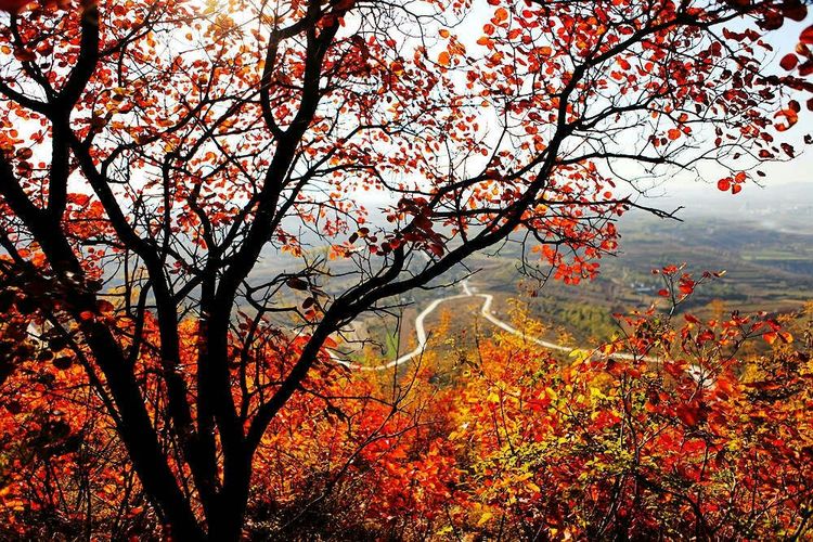 秋韵流过的晋城红