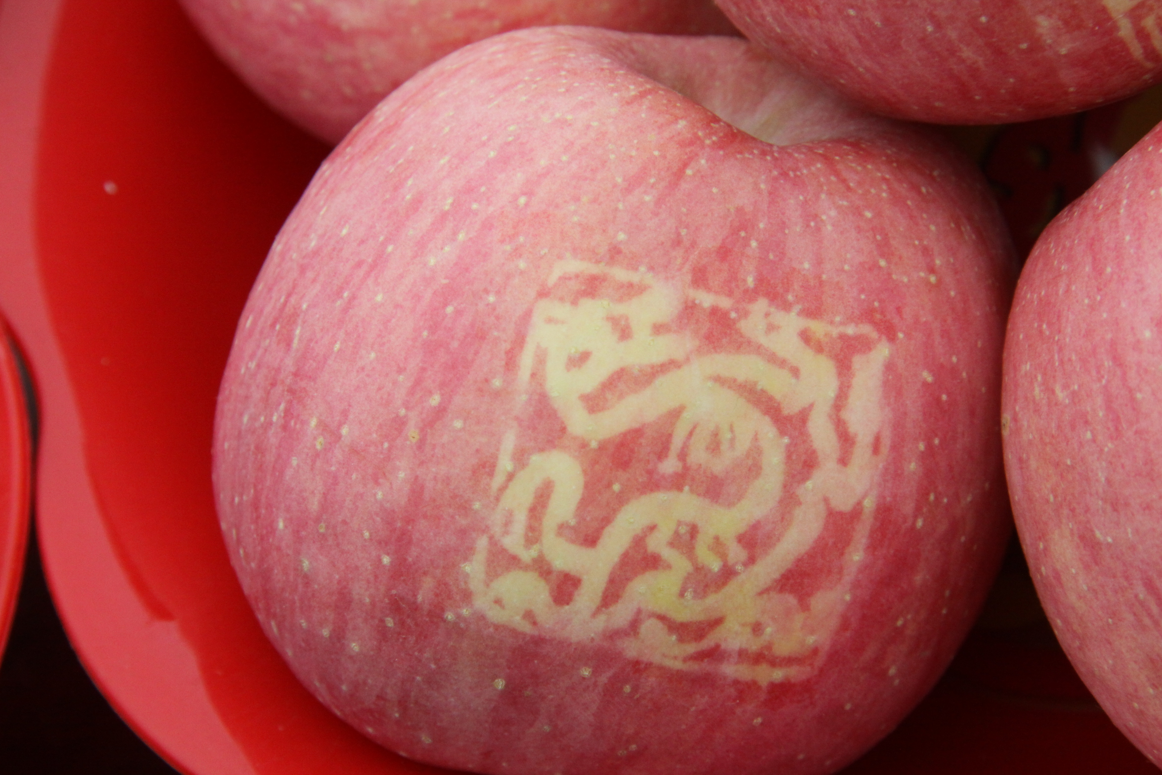 最新的洛川苹果,新的洛川苹果