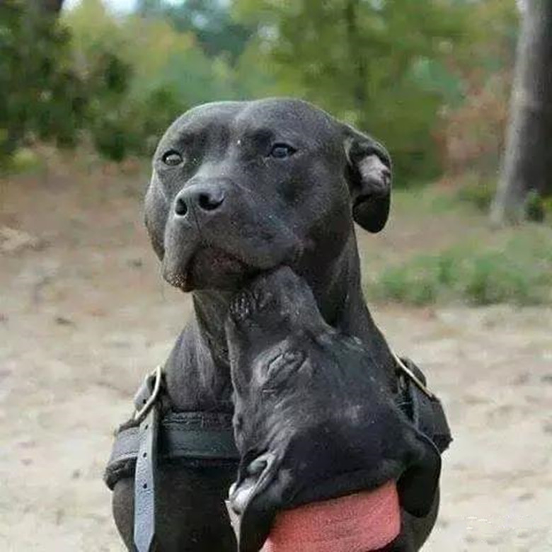 比特犬长大有多恐怖,真实的比特犬有多可怕