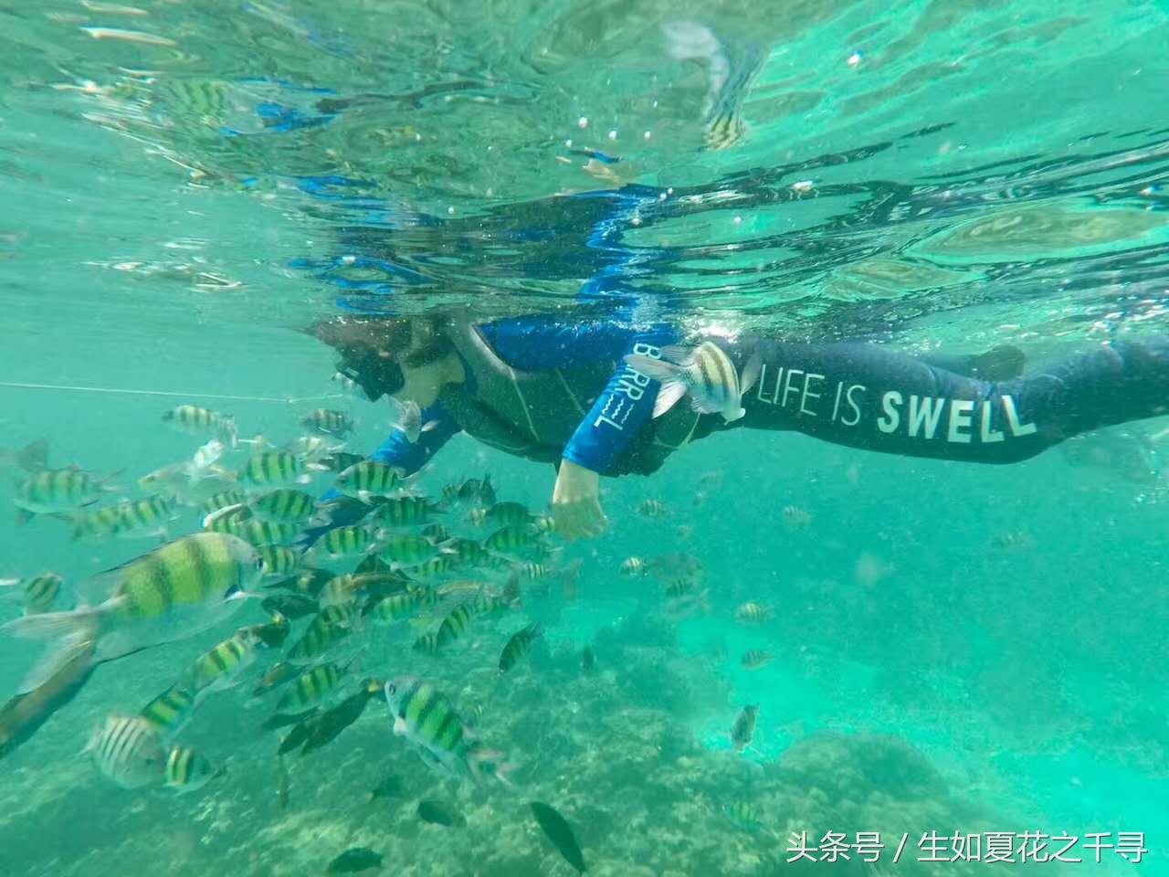 去兰卡威逗小鲨鱼，登嘉楼热浪岛浪一浪