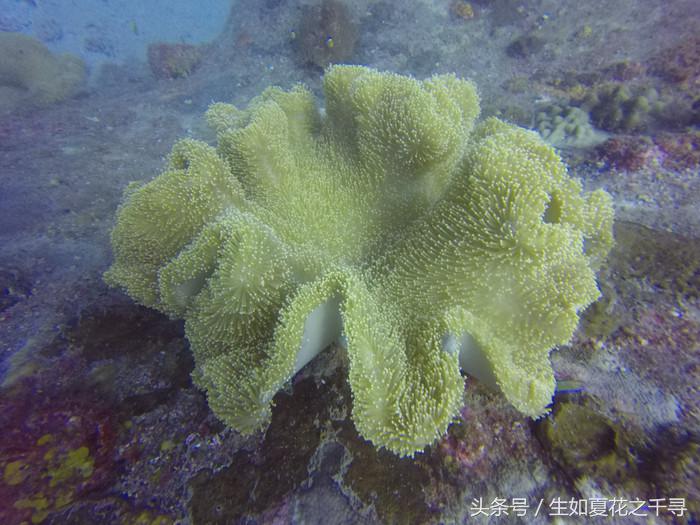 去兰卡威红树林,去兰卡威怎么玩