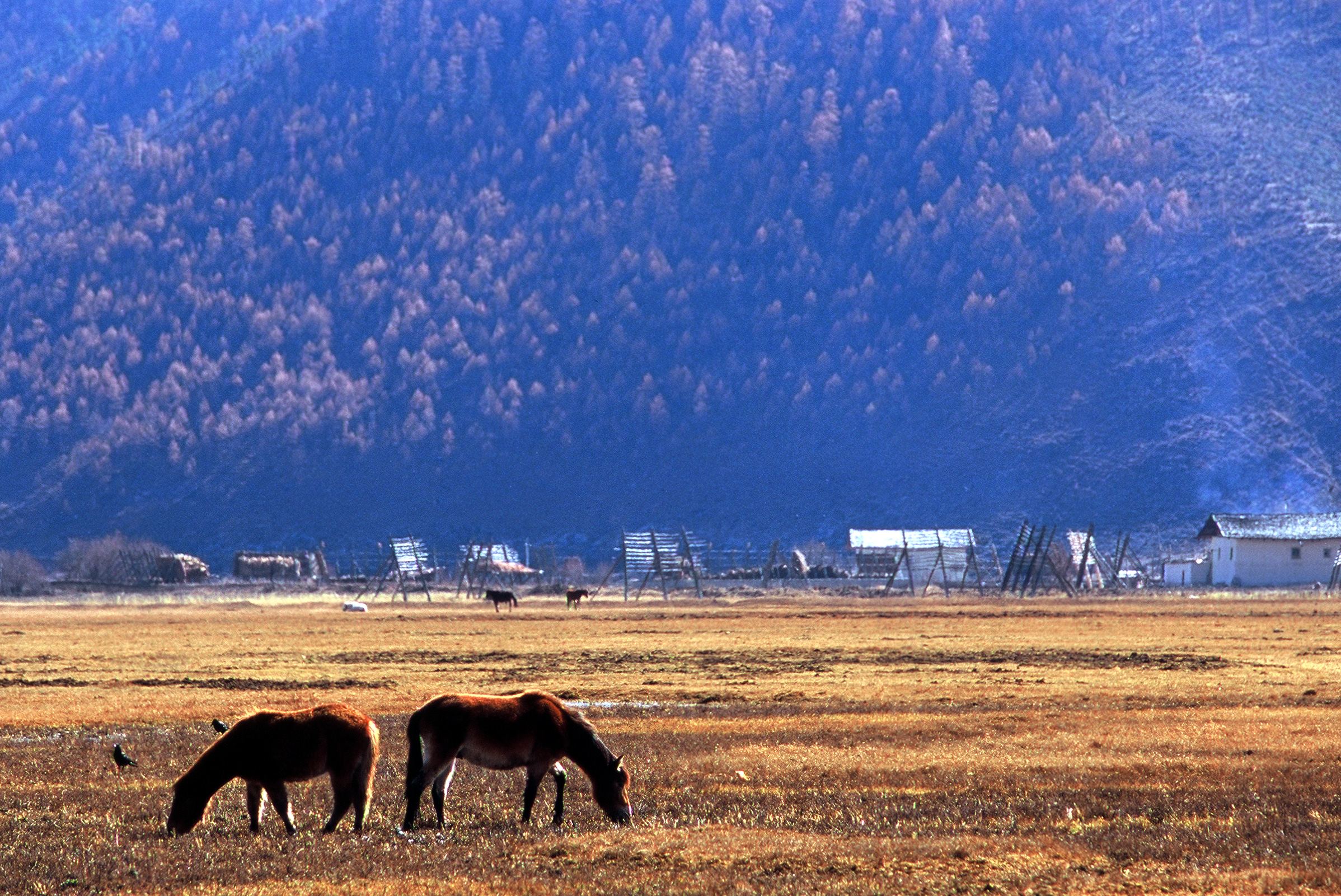 2017年云南香格里拉陨石,2017年10月4日云南香格里拉陨石