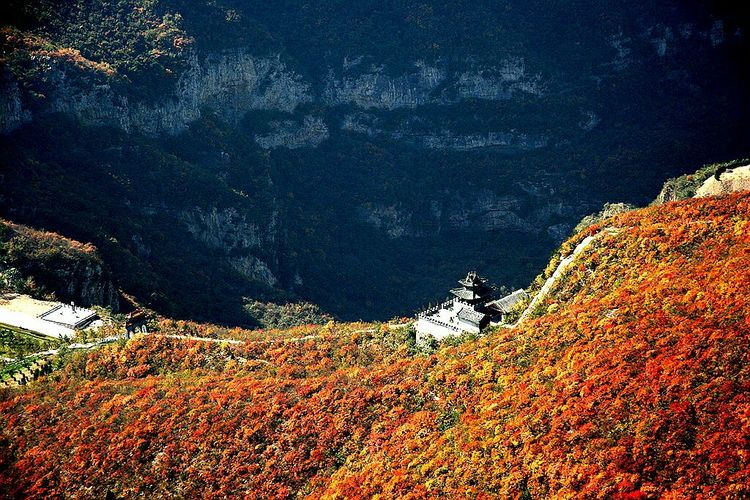 秋韵流过的晋城红