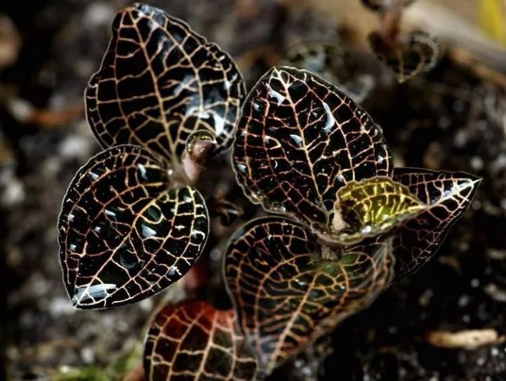 金线莲怎么养才是最好的,金线莲的养殖方法和注意事项