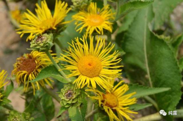 给大家分享自用的纯露,真正的三草纯露