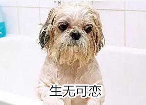 家里的狗狗有没有寄生虫,猫咪太小不能洗澡身上臭怎么办