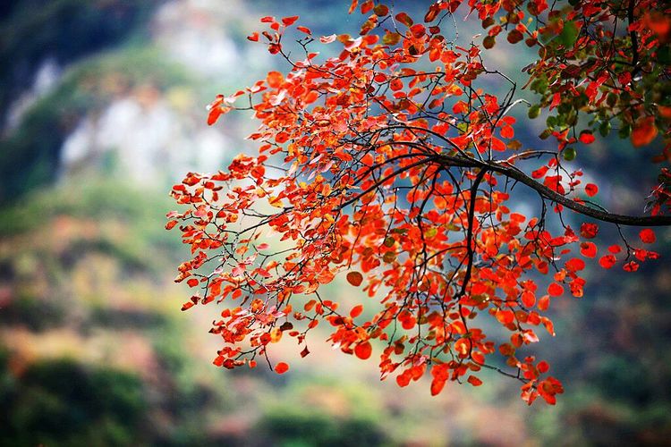 秋韵流过的晋城红