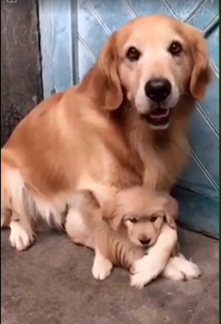 金毛被赞大暖男视频,金毛暖男主人