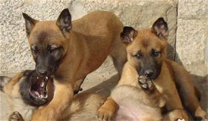 马犬拉稀怎么办？拉稀症状及治疗方法介绍！