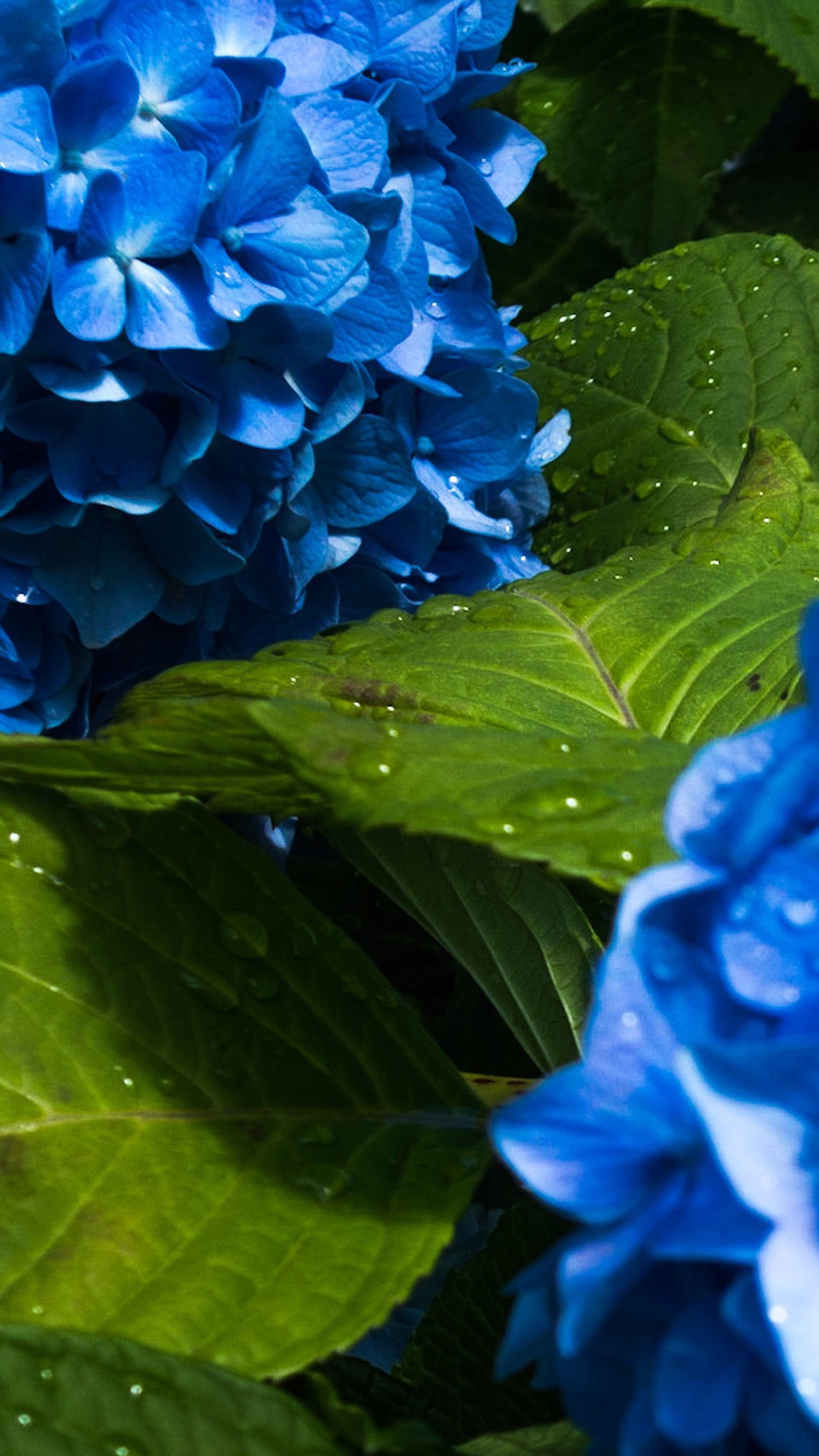 唯美1080×1920P高清壁纸锁屏画面待机背景图！请在wifi环境查看