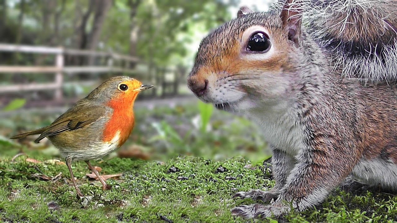 养松鼠需要打疫苗吗,养松鼠需要木屑吗