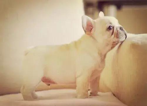 斗牛犬容易得哪些疾病,斗牛犬大小便是怎么回事