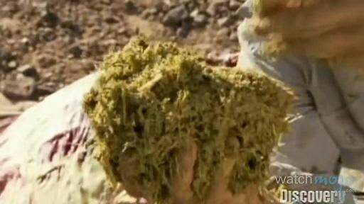 贝爷荒野求生吃恶心的东西,贝爷恶心的十大时刻