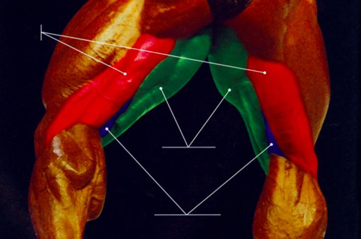 男人怎么练腿部力量,腿直抬不了股四头肌锻炼方法
