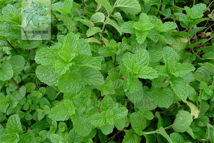 大叶留兰香薄荷都可以吃吗,吃薄荷会闻不到刺鼻的气味吗