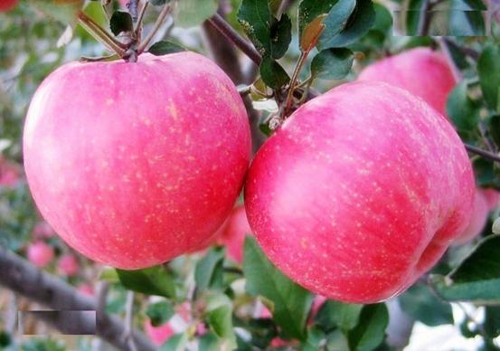苹果是什么季节成熟最好吃,苹果最好的产地及品种