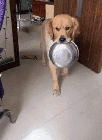 gif：孩子们，你们想知道第一个人是怎样出现的吗？