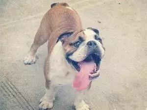 斗牛犬容易得哪些疾病,斗牛犬大小便是怎么回事