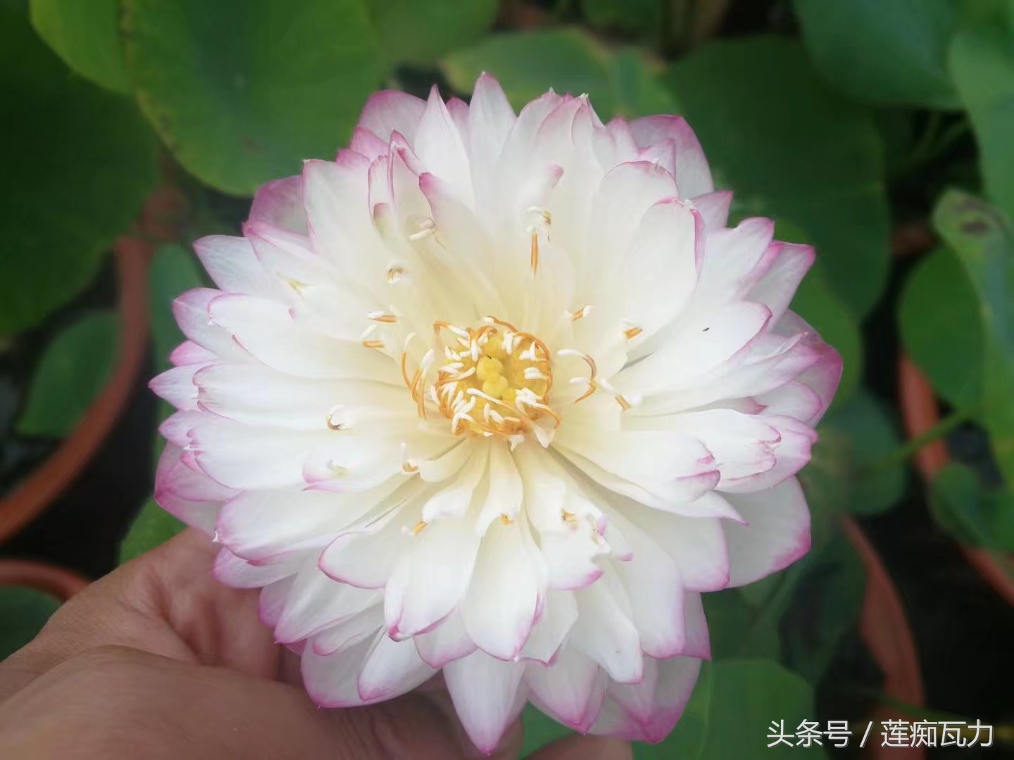 碗莲种植三大坑,碗莲种植记录和图片