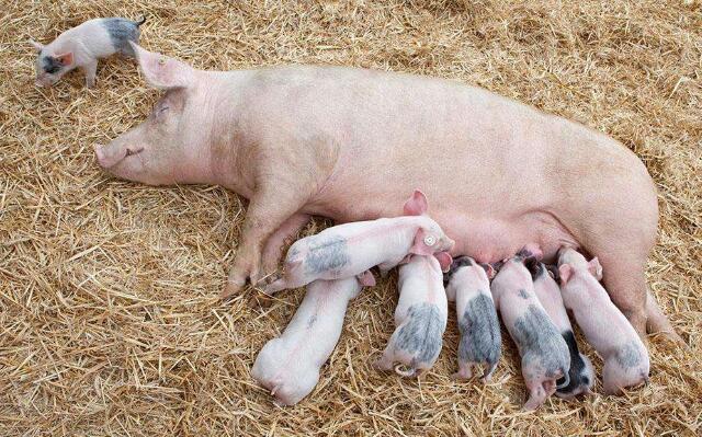 自己想养猪要做些什么准备,现在去养猪可以挣钱吗