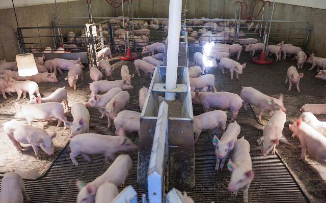 自己想养猪要做些什么准备,现在去养猪可以挣钱吗