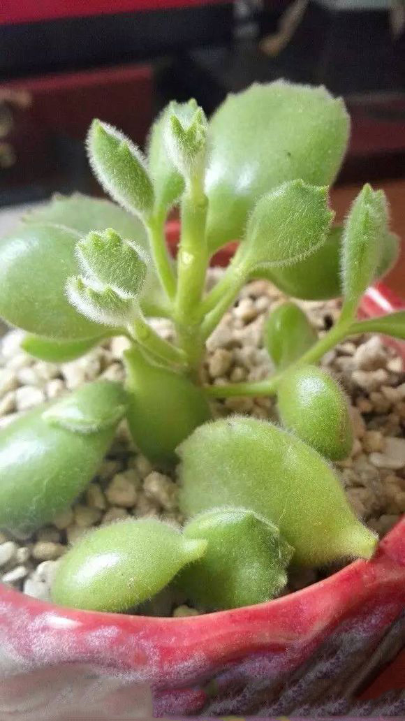 多肉生病了怎么治疗,多肉反复生病怎么治