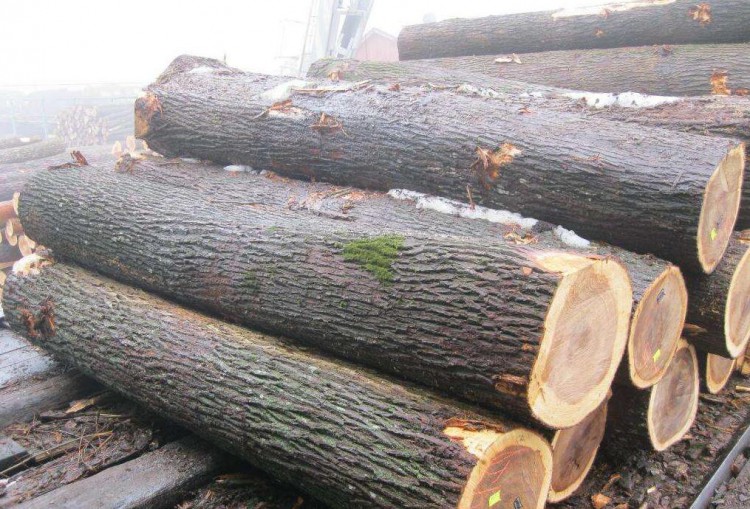 白蜡木与榉木哪个做家具好,枫木与白蜡木哪种木材好