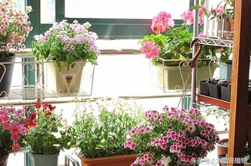 北方庭院背阴种什么最好,阳台背阴种什么好