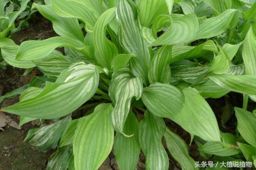 北方庭院背阴种什么最好,阳台背阴种什么好