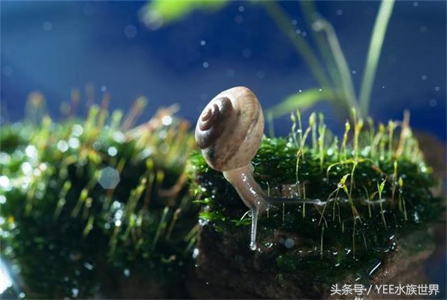 水草虫害怎么处理,小心草丛里的虫