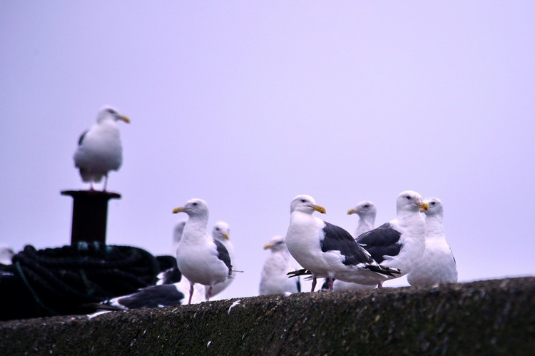 九月东游，秋风初至北海道