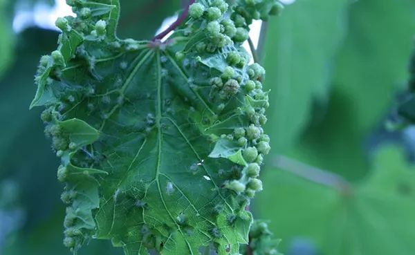 波尔多顶级葡萄酒,波尔多最贵的葡萄酒