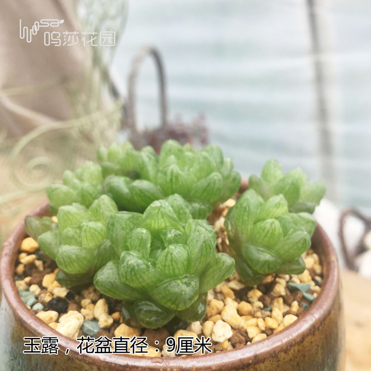 十二卷为什么越养越害怕,十二卷养好了很难烂根