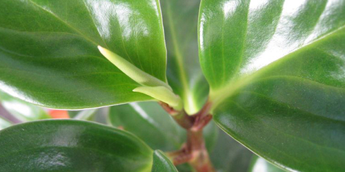 养花由黄叶变绿叶用什么方法,养花技巧叶子会有黑斑点