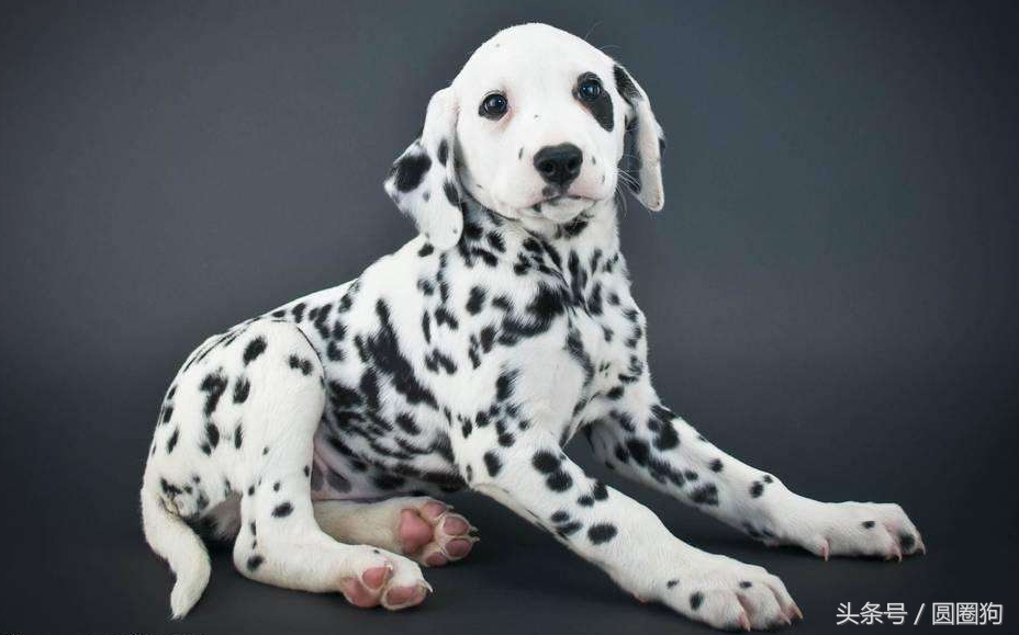 大麦町犬属于中型犬还是大型犬,斑点狗大麦町犬为什么禁养